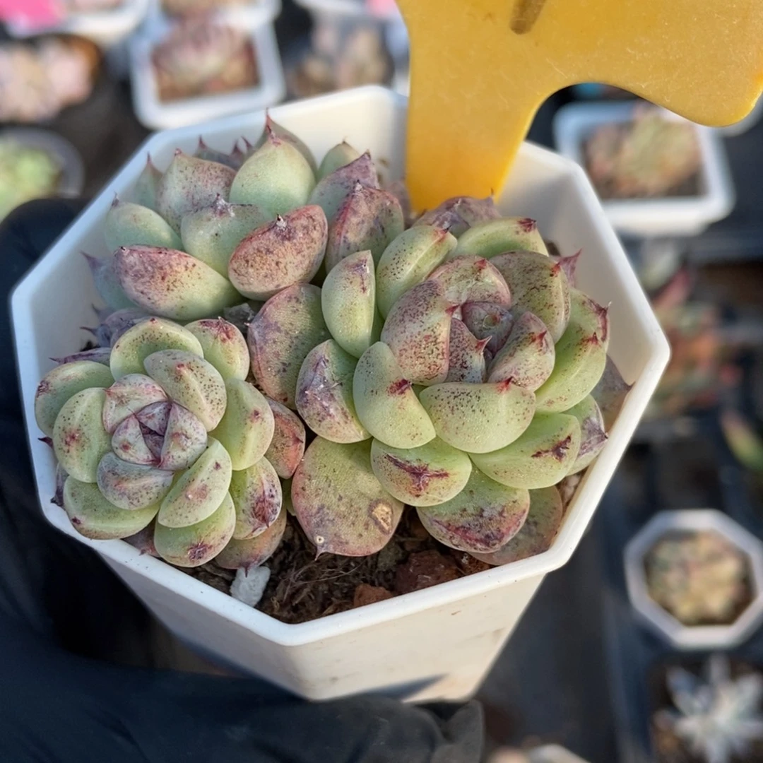 2101赤水晶多肉植物