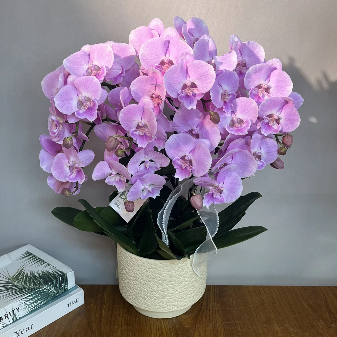 （浪漫樱花1）欧品大粉色桌面款好养花旗长蝴蝶兰鲜花室内高端花卉