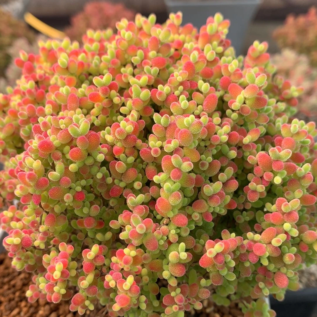 B328蜜橘糖球枝干番杏