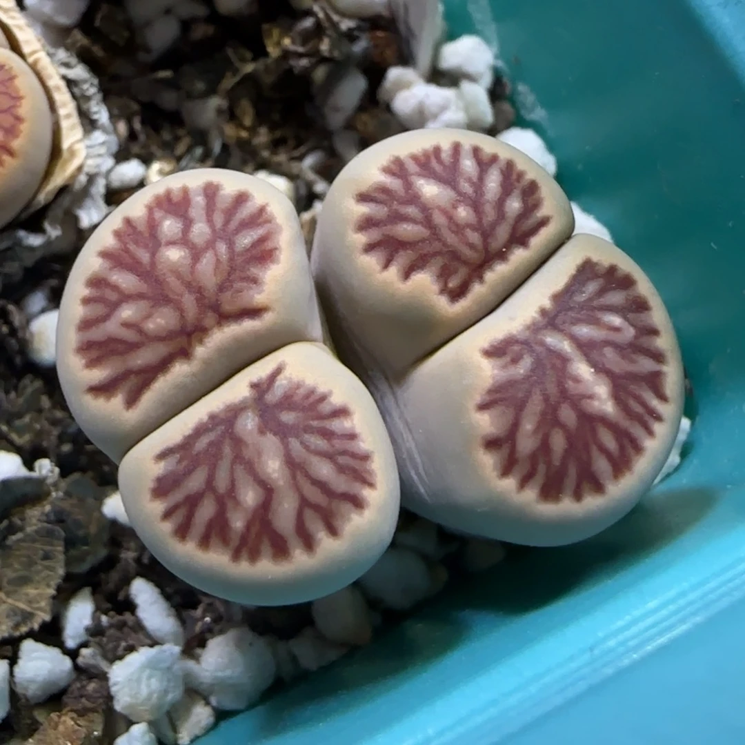 7.8。。。红窗菊。。。2019