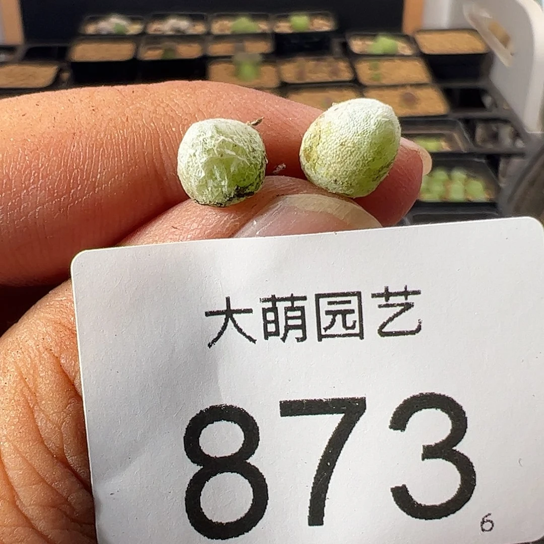 一物一拍。     873