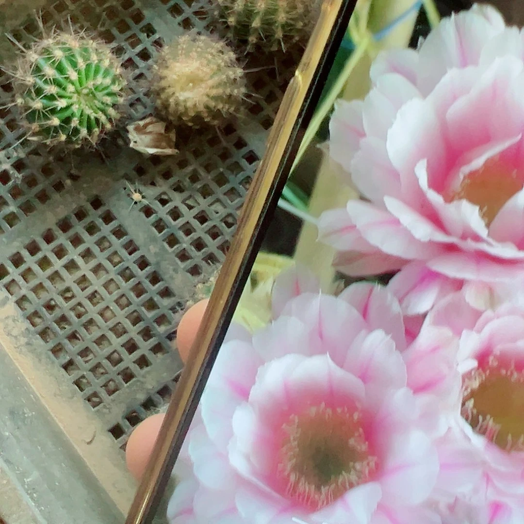 彩草 一路莲花 小侧芽 0000