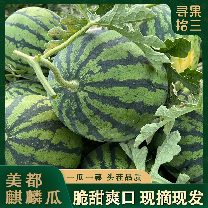 【产地直发】云南新鲜头茬美都麒麟西瓜新鲜现摘现发脆甜爽口 好吃