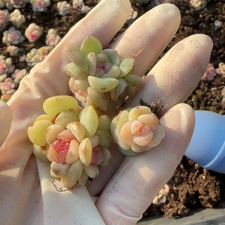 35 号王者系列多肉一盒