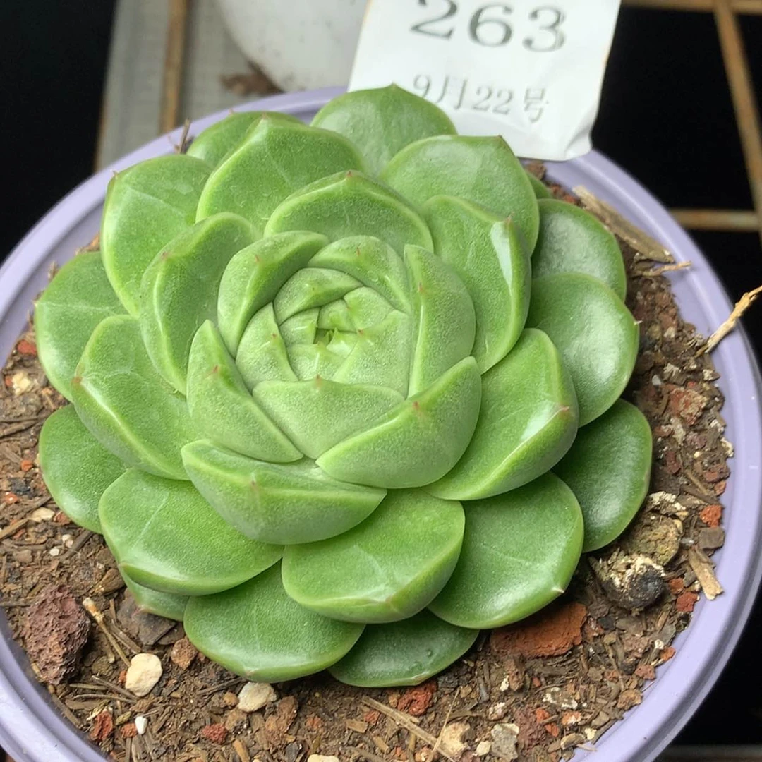 【闪购商品】云263号麦秆