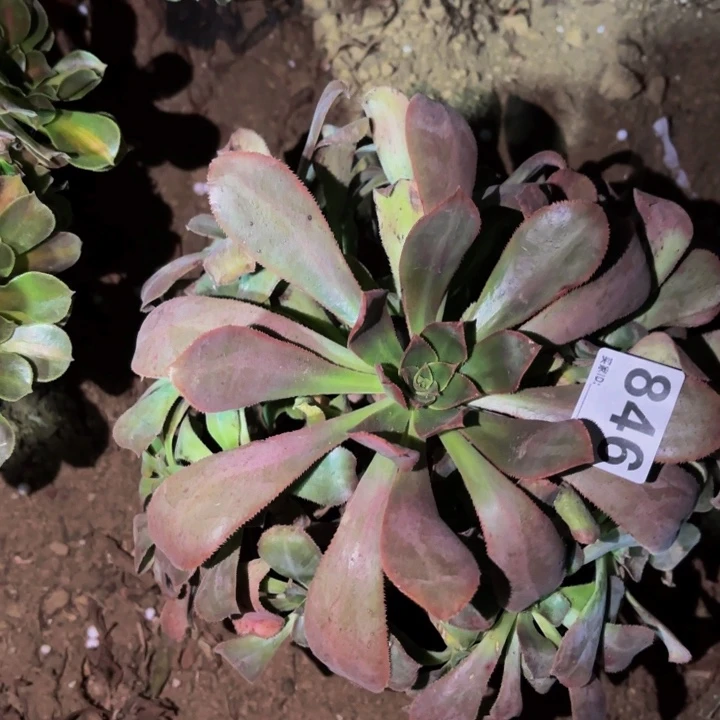 846仙桃多肉植物不售后
