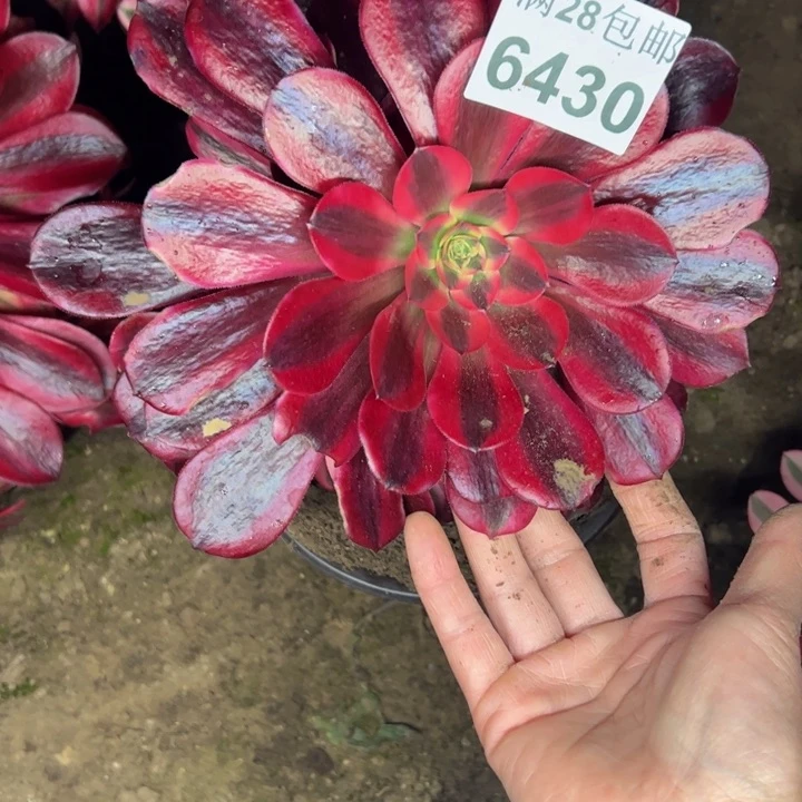 6430美杜莎多肉植物