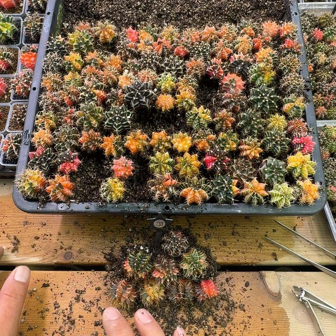 调***婶米哈实生自然锦233