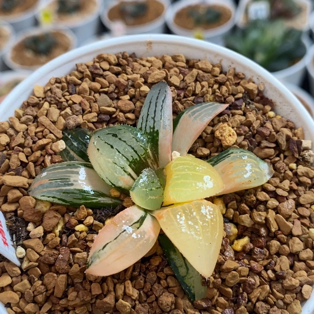 73亲指姬十二卷多肉