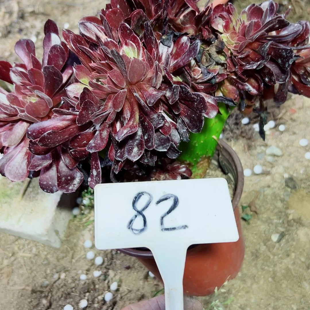 多肉植物欧子缀花