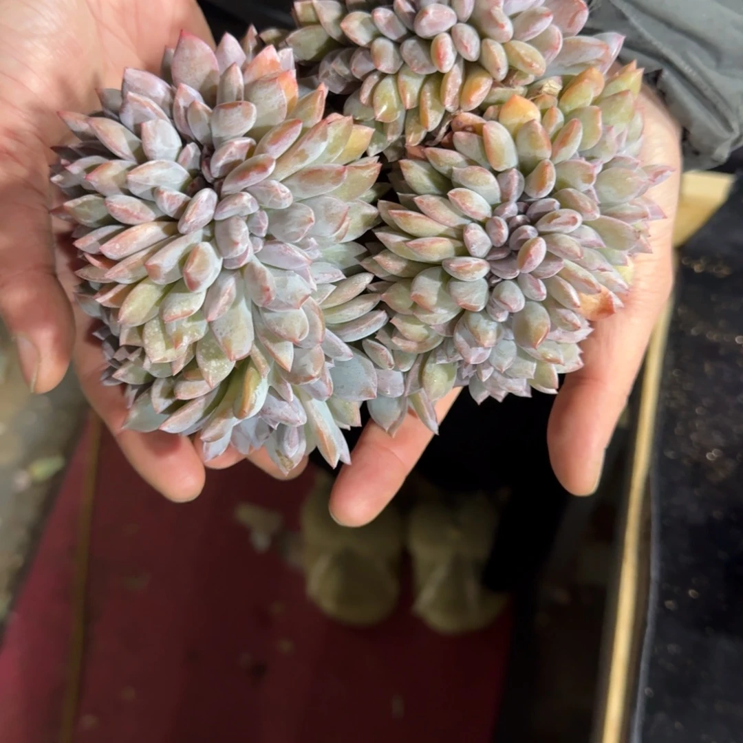 安****星影缀化一物一拍盘龙