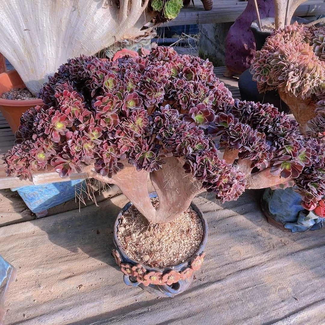 【闪购商品】无花朵梅花