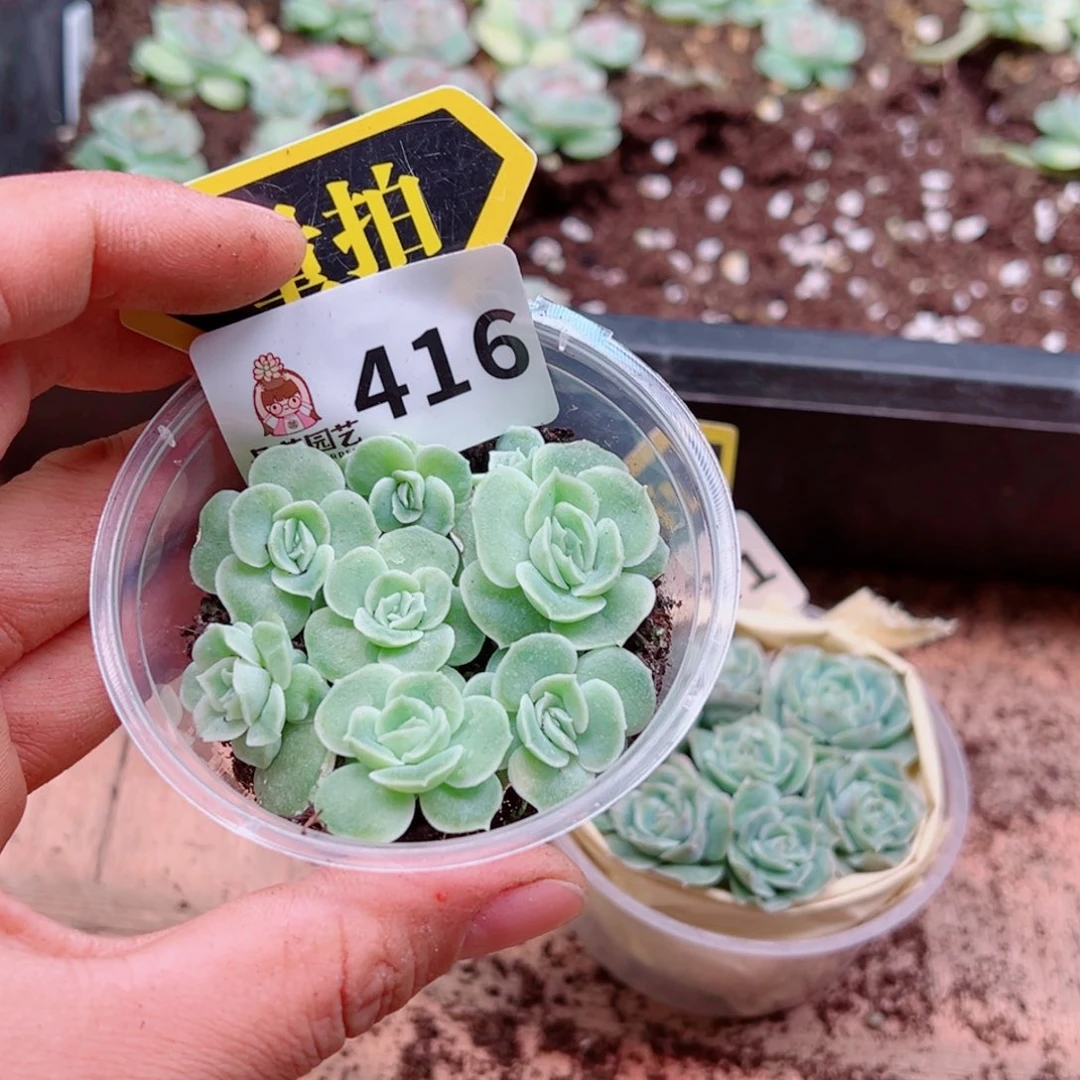 多肉植物多肉植物