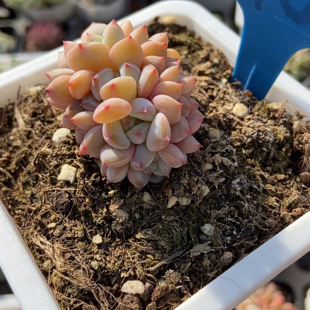 6153玉芙蓉多肉植物