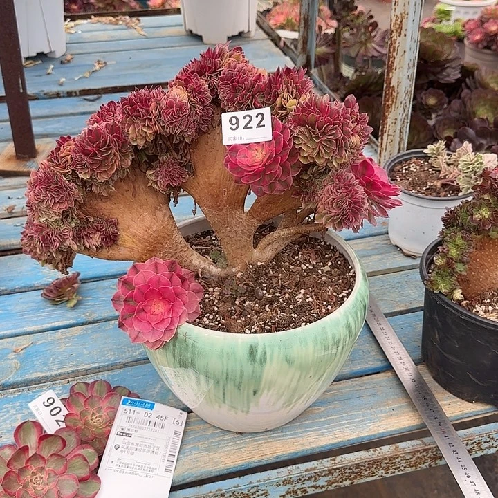 精品多肉植物0922