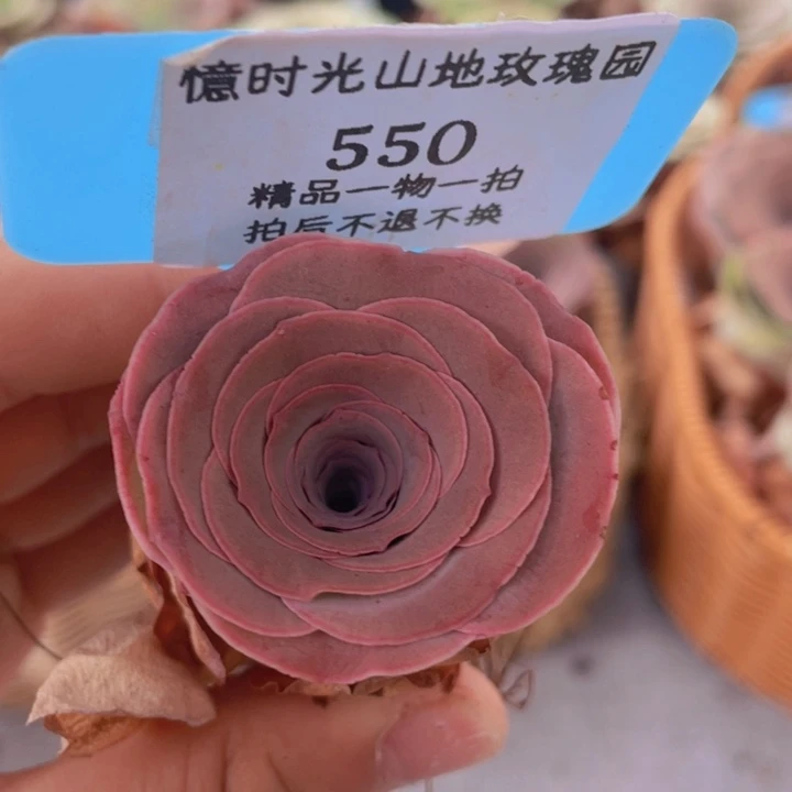 山地玫瑰550裸根发货不售后