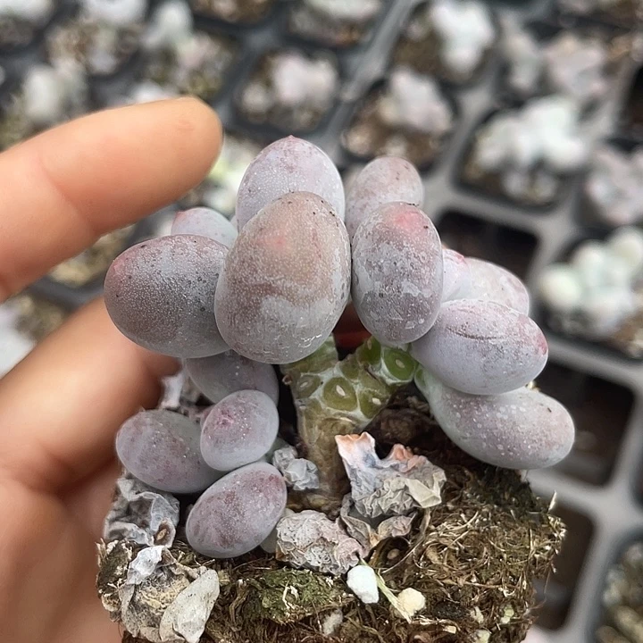 一我一拍满18包邮彩虹奶
