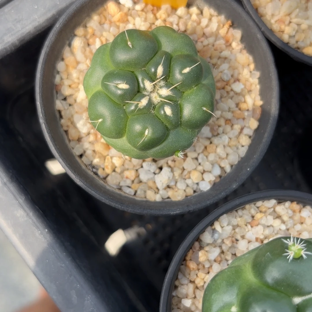 悟***命70-1221泰国发货dr