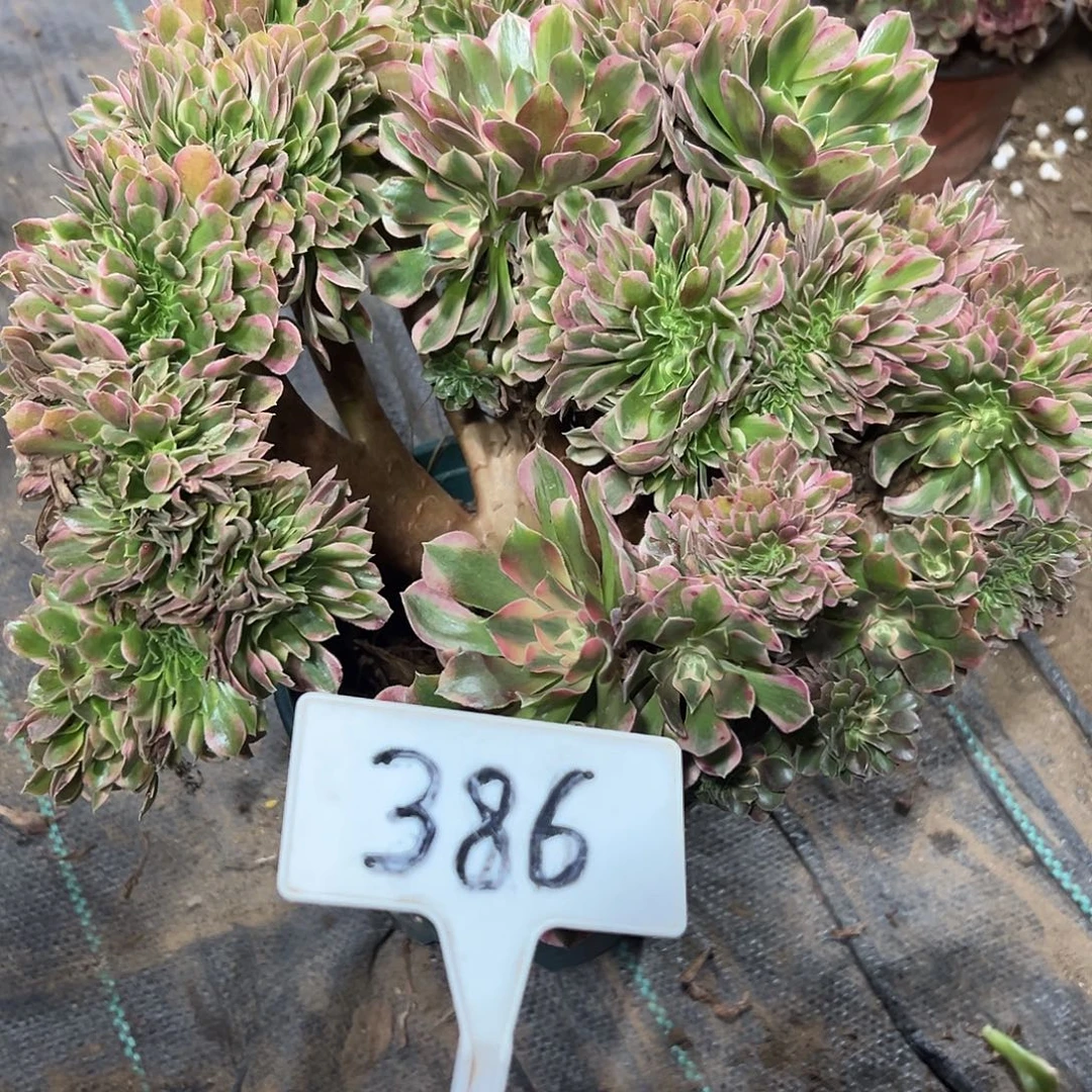 多肉植物香菲缀花386