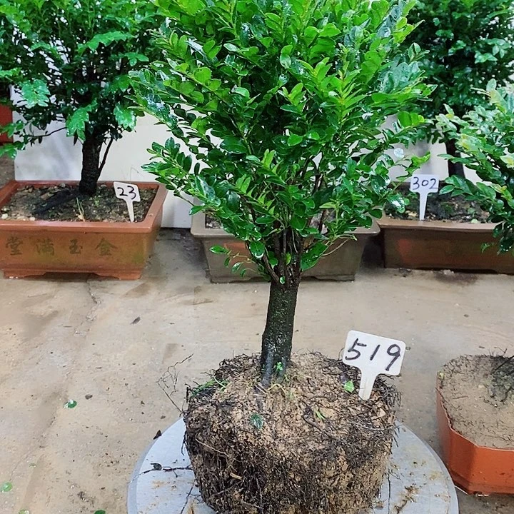 当前无花栽培后可以开花