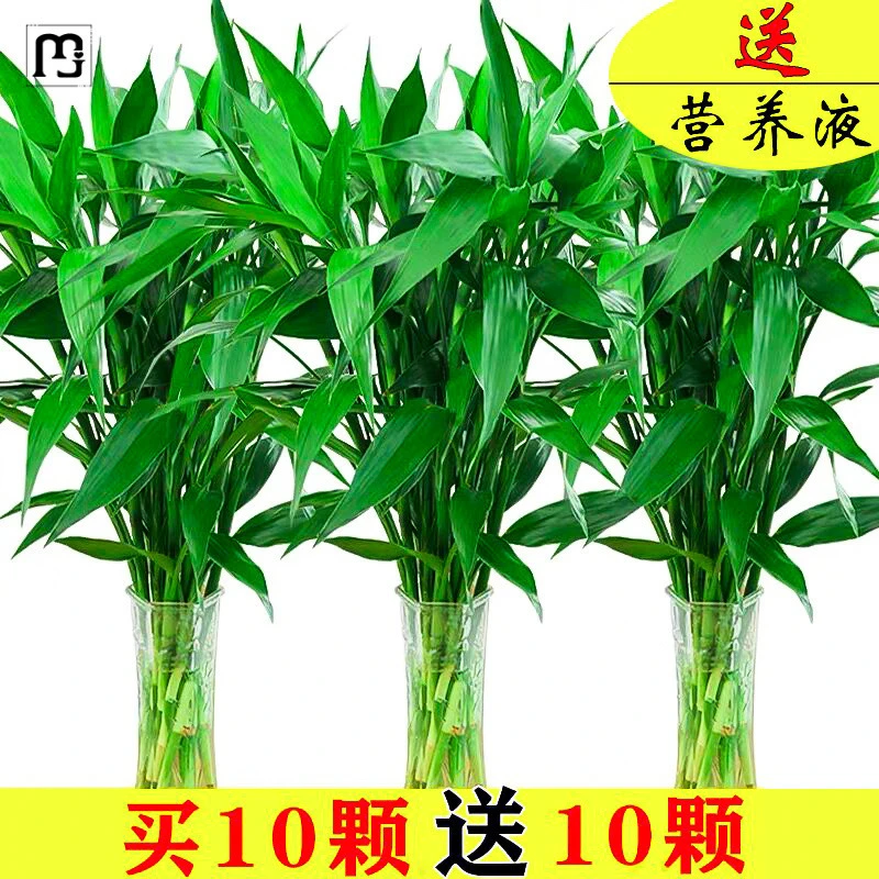 纳纶富贵竹水培转运观音竹带根花卉绿萝植物盆栽室内花客厅水养节