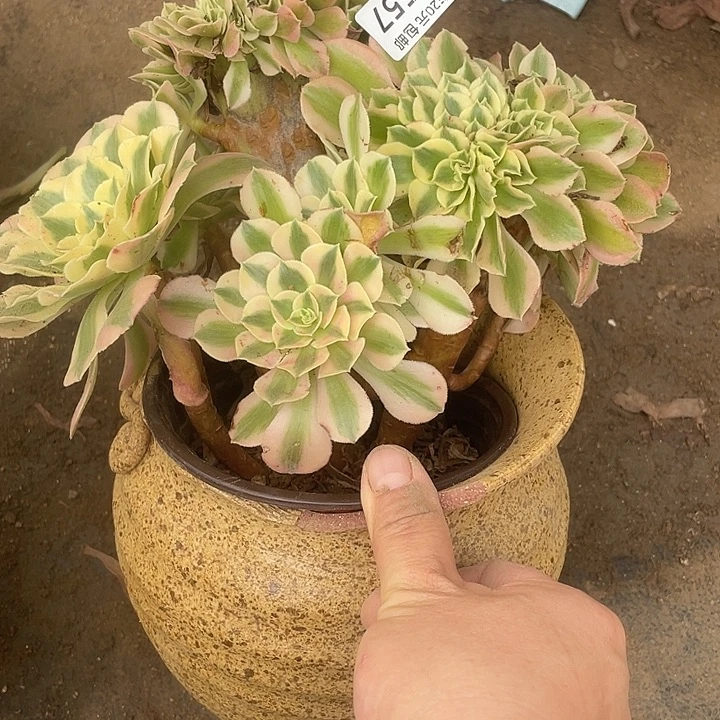557女巫缀多肉植物福利