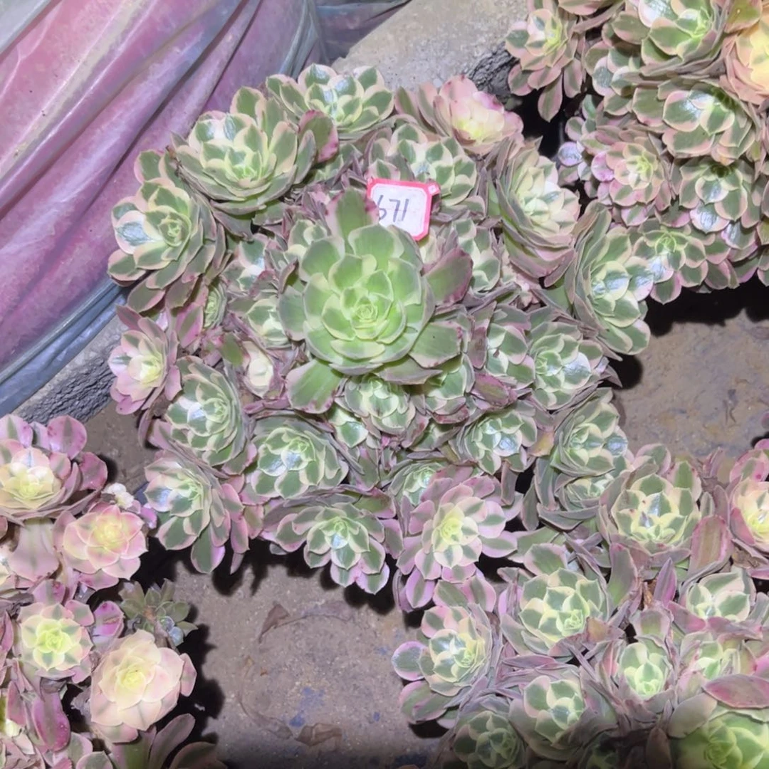 671多肉植物青苹果