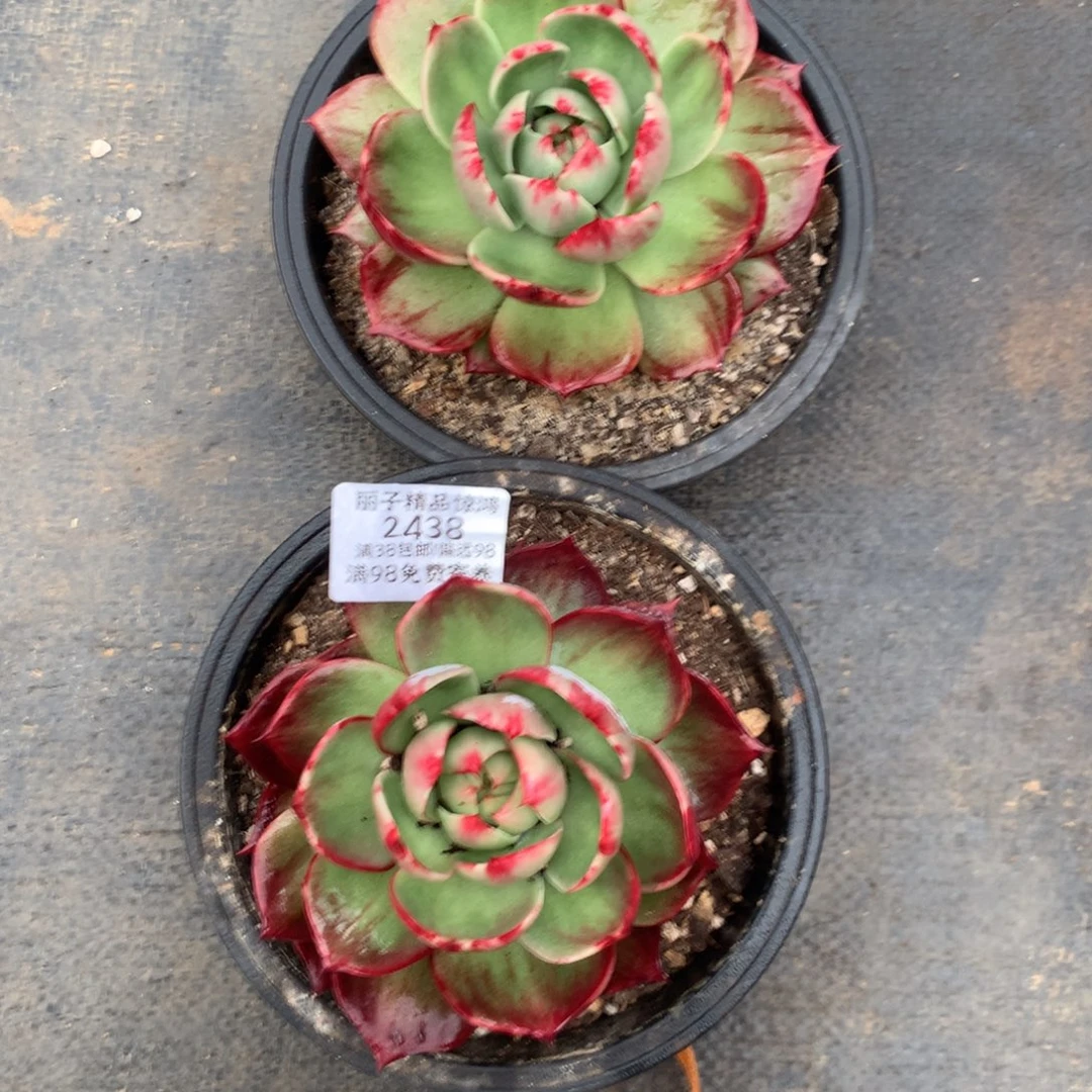 2438.2268一物一拍12厘米2颗