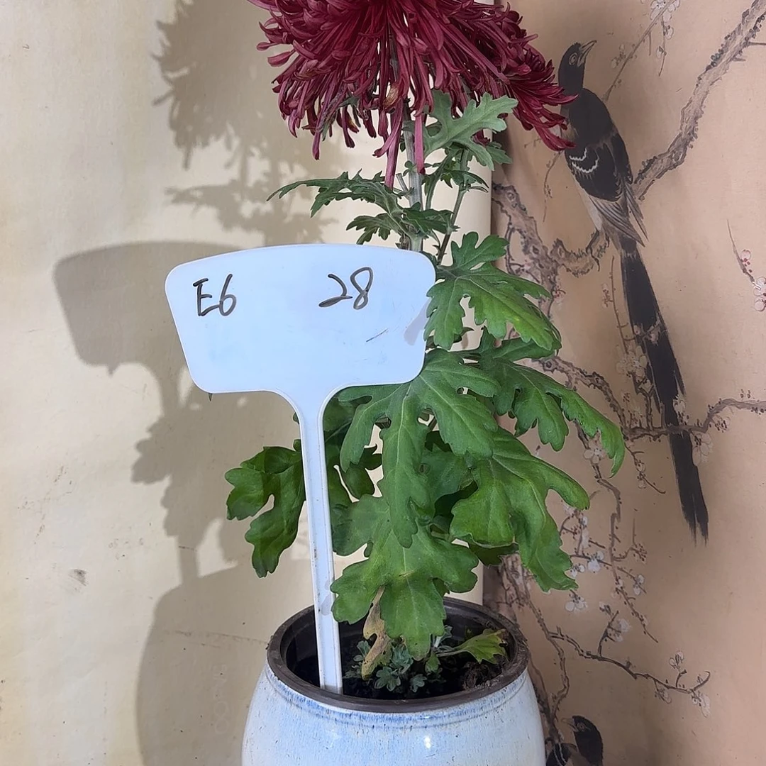 全部花朵E6666666