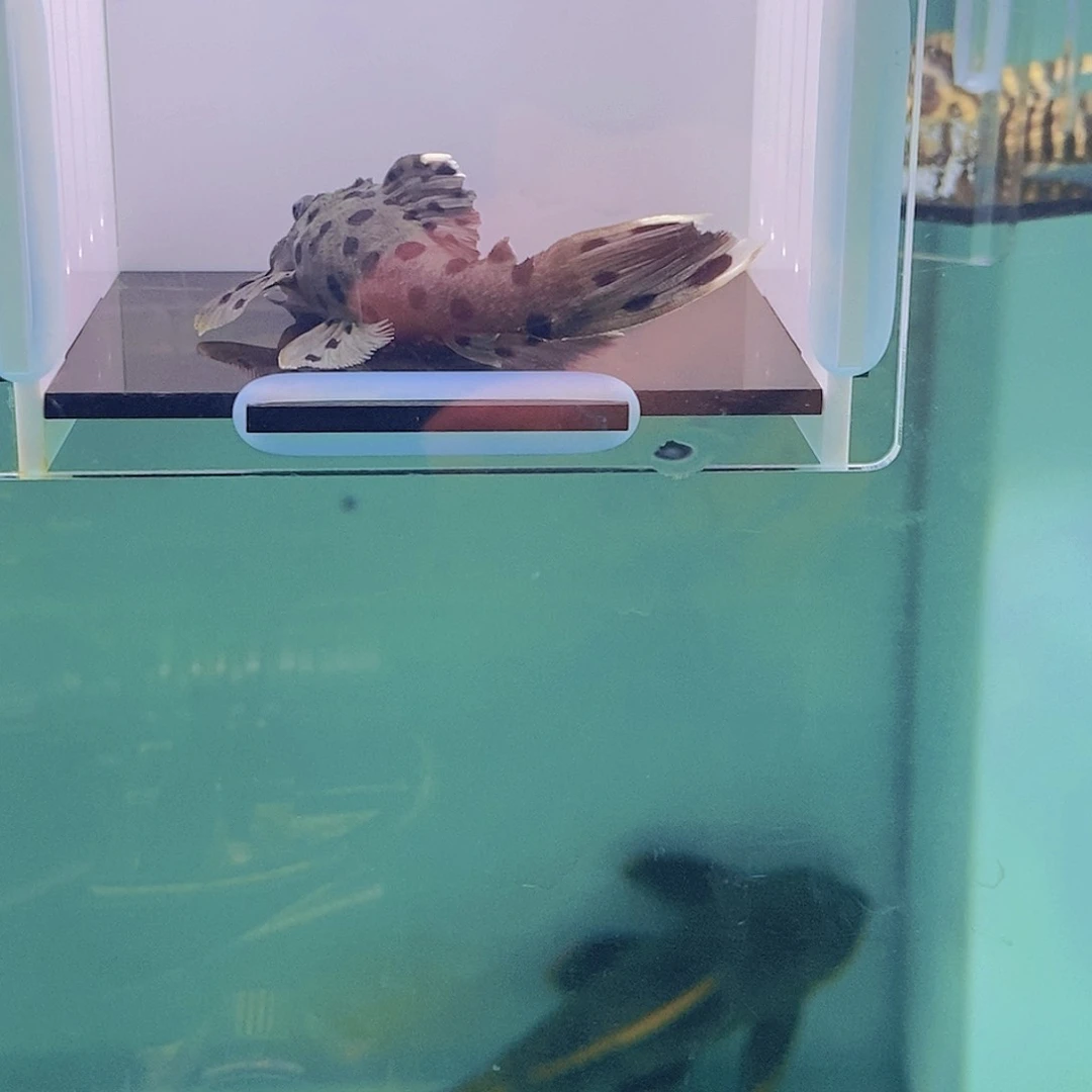 清道夫鱼老鼠斑8号