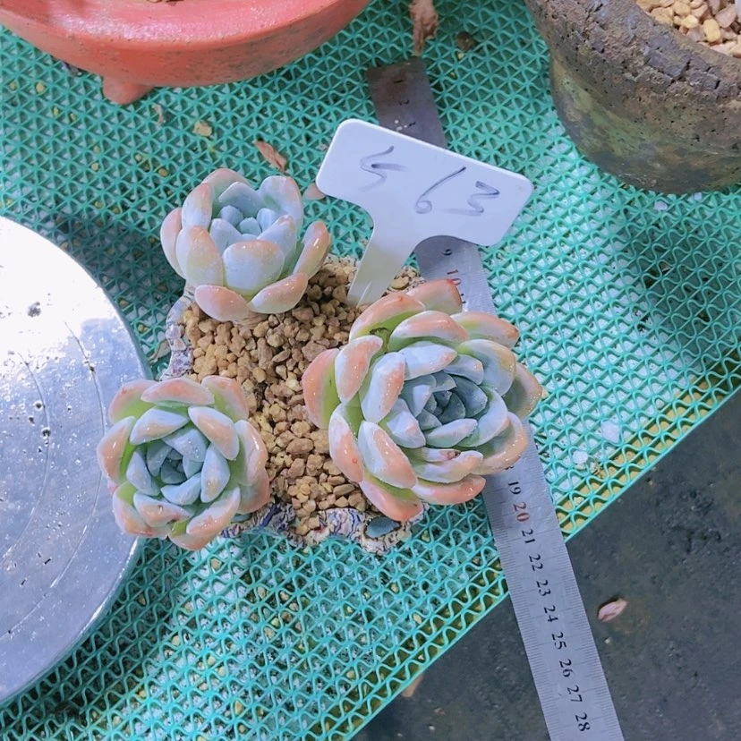 【闪购商品】李***鲜563