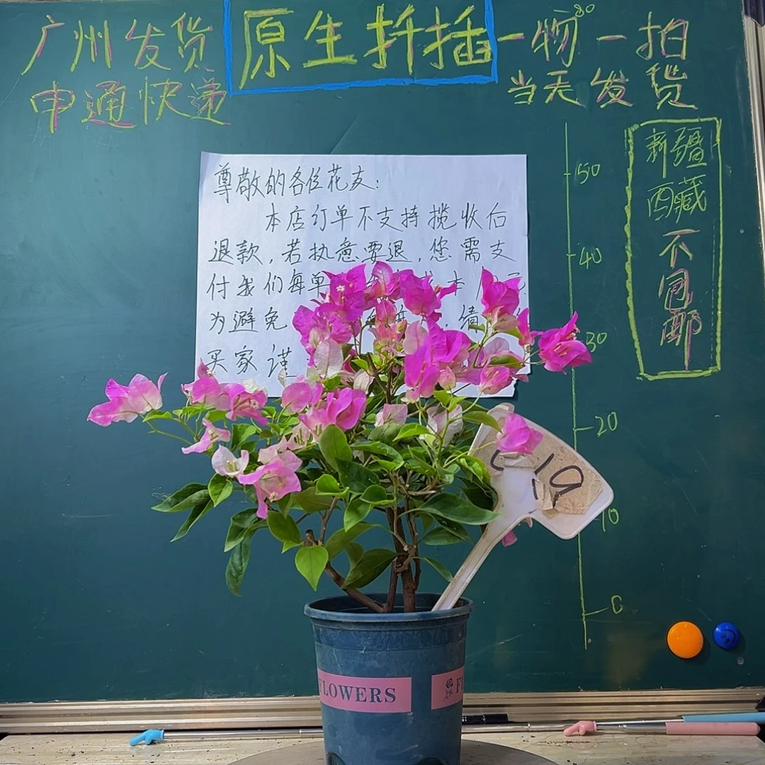 当前无花栽培后可以开花 漳红樱 019