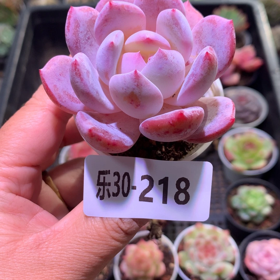 乐然30-218 橙梦露