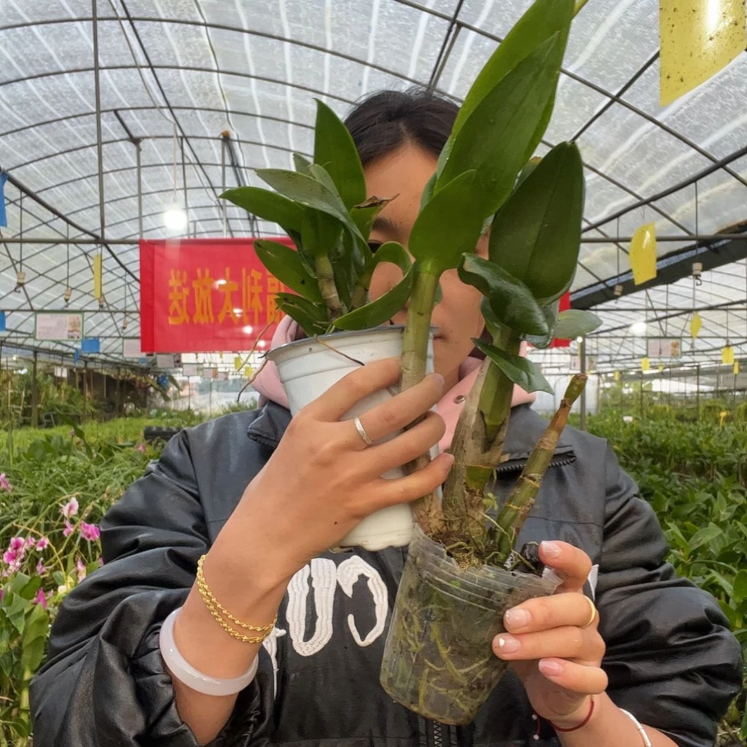 当前无花朵，栽培后可花朵3868金公主。甜蜜。龙王