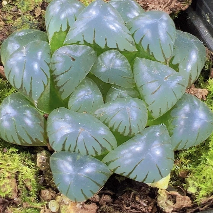 冰灯19包邮多肉植物