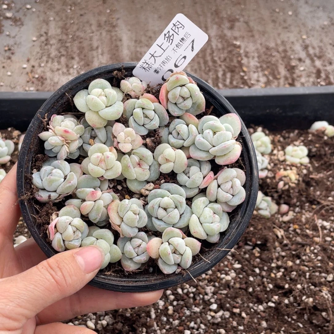 糕大上多肉植物067