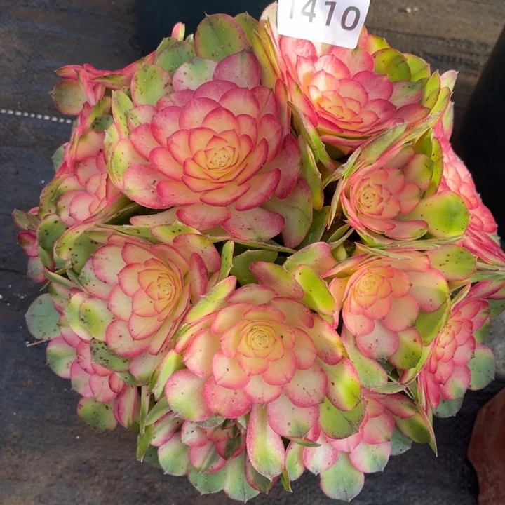 粉荔枝特价多肉发货