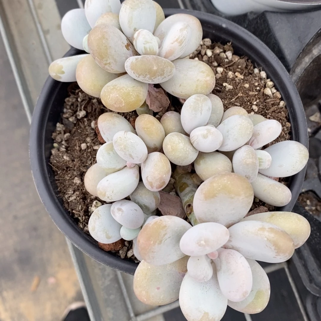 高***包奶酪一颗三生三世十里桃花