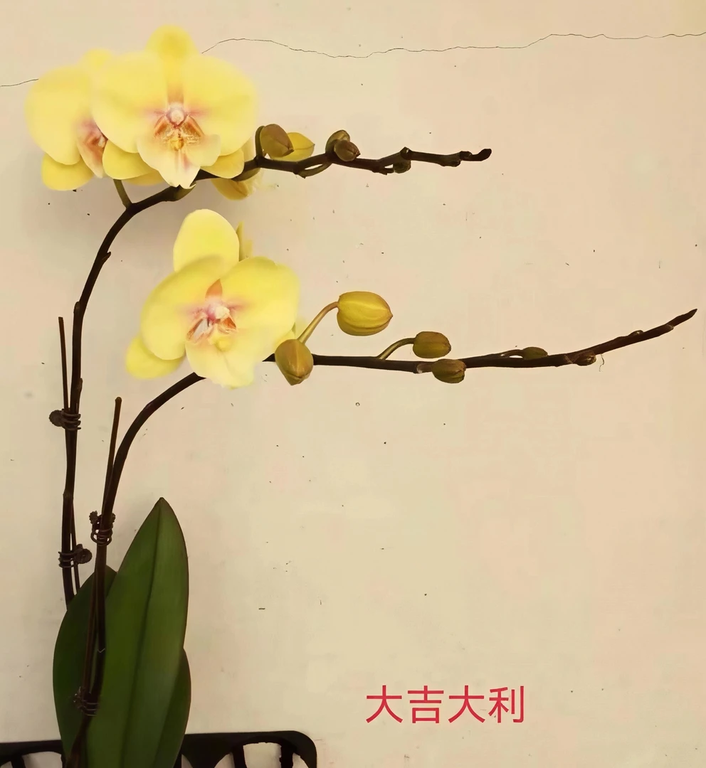 蝴蝶兰 大吉大利3.0寸 开花株