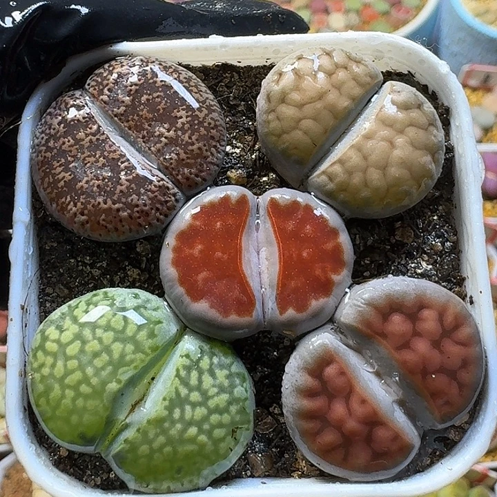 生石花1111111。   380