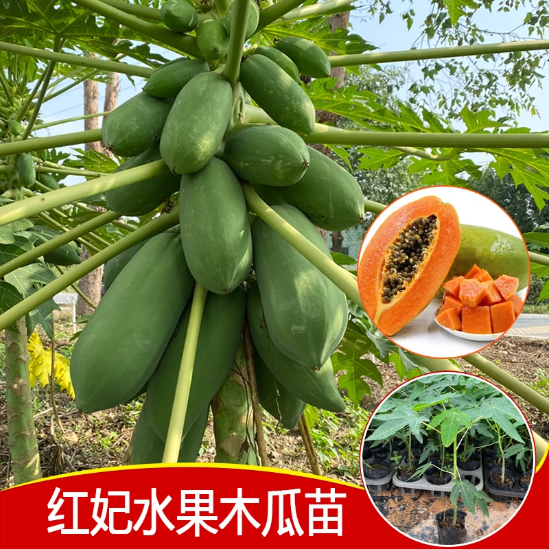 红妃木瓜苗 矮化红心水果木瓜苗 四季木瓜苗 结果快 好种植果苗