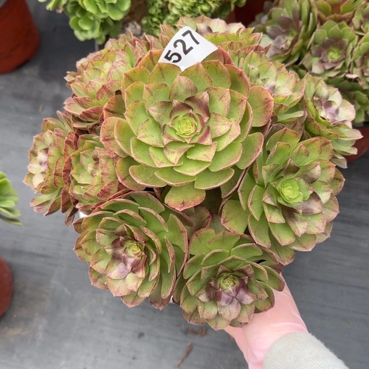 多肉植物黑魔527号
