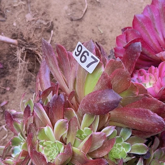 y****u多肉植物一个