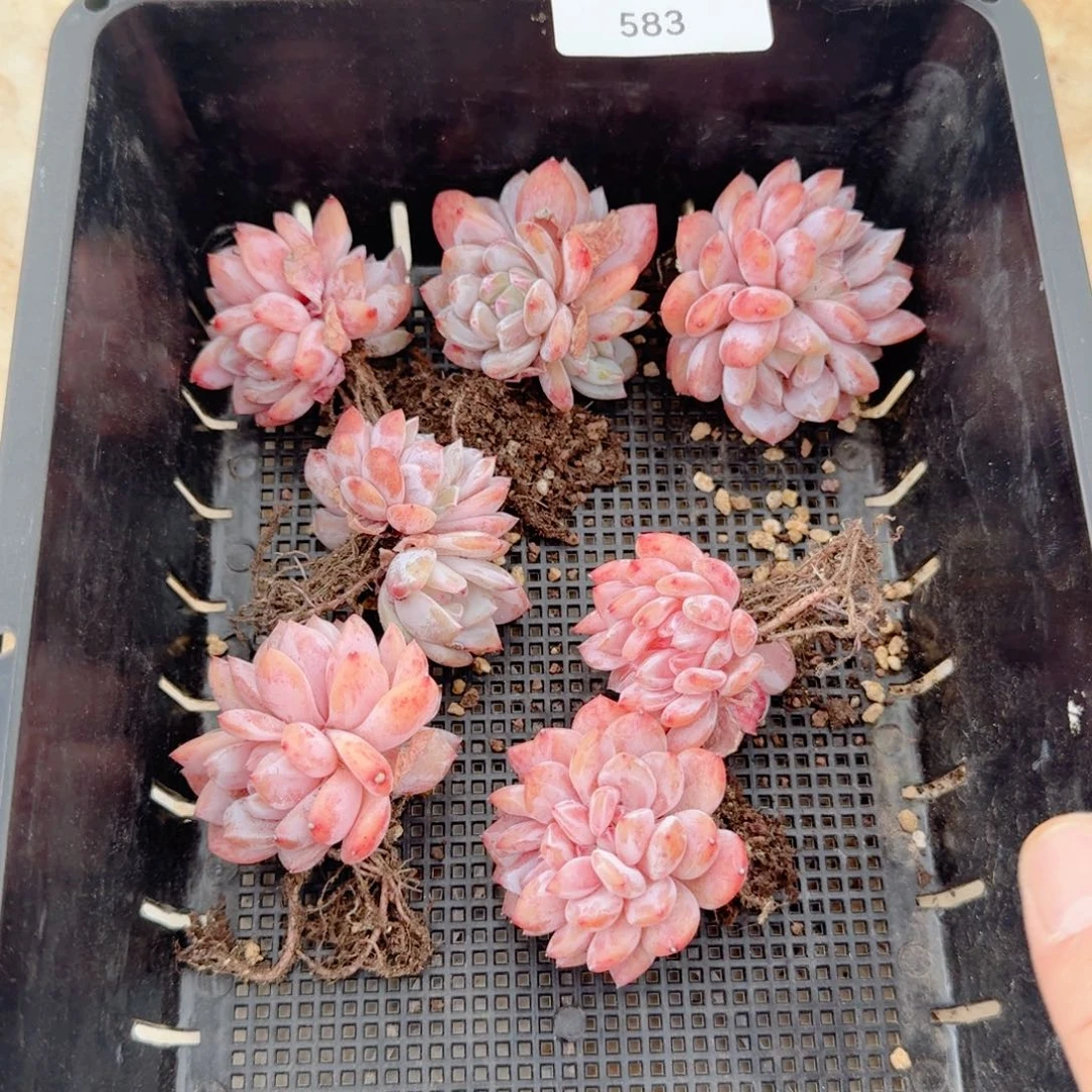 多肉植物雪天使小可爱583