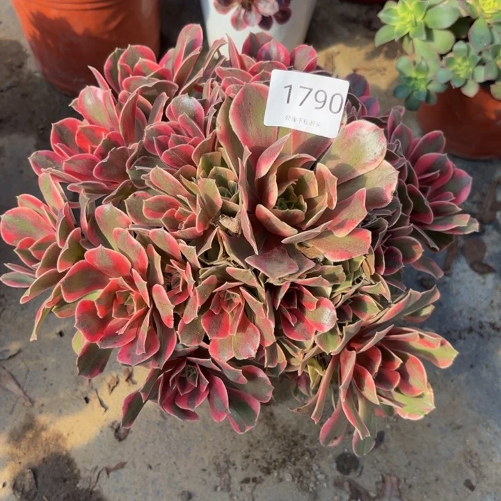 男神多肉处理不包断头1790