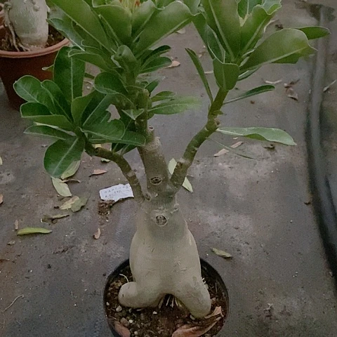 【闪购商品】无花朵珍*