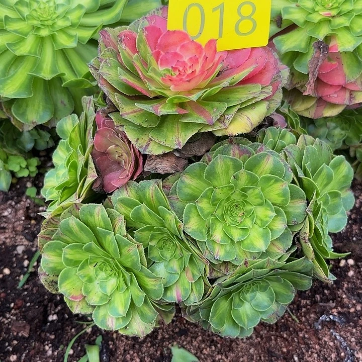 多肉植物知否018一