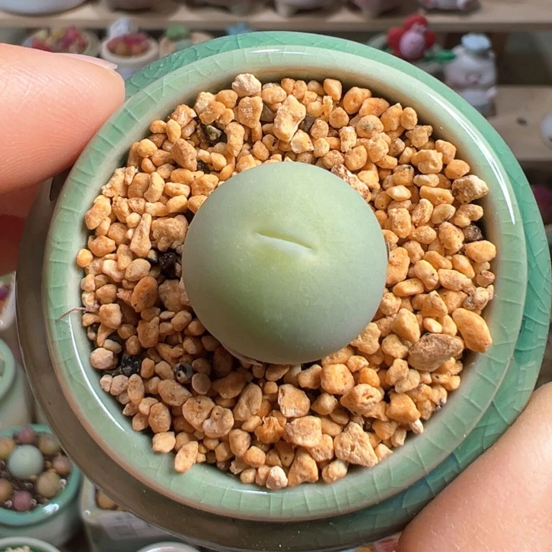 多肉植物109号鸽子蛋