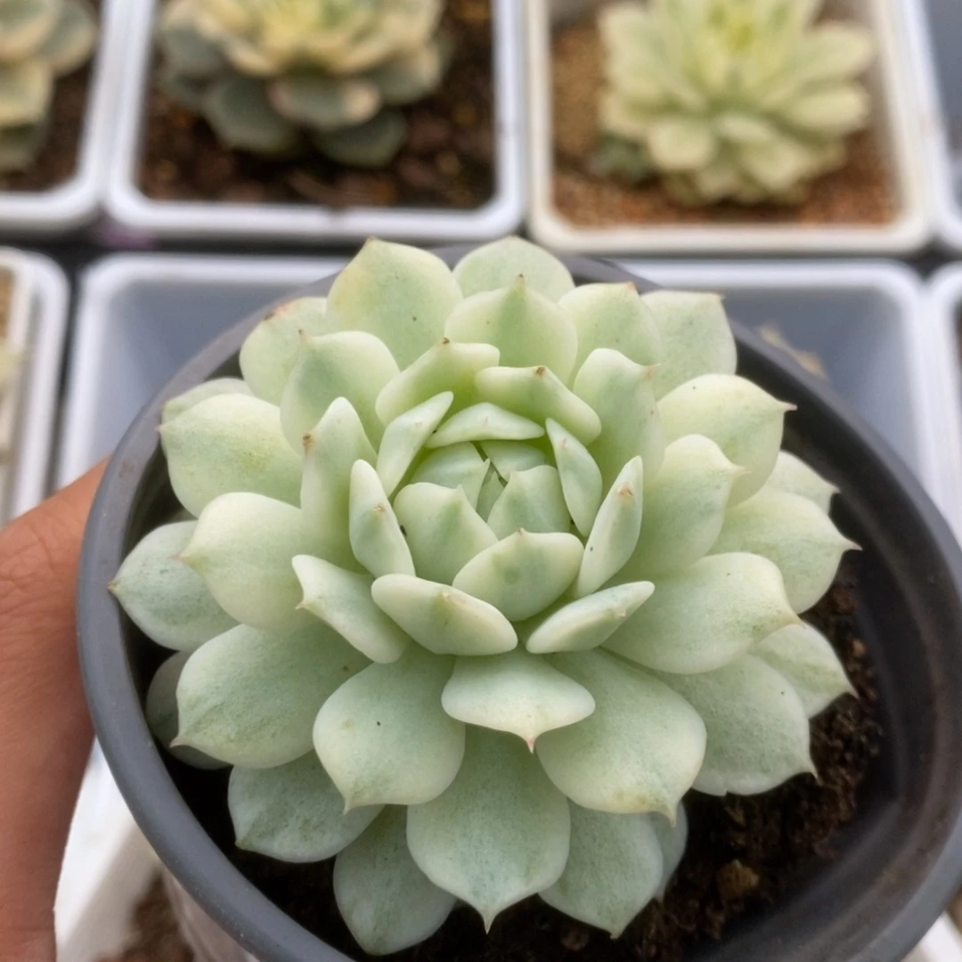 595静夜锦锦锦锦锦锦