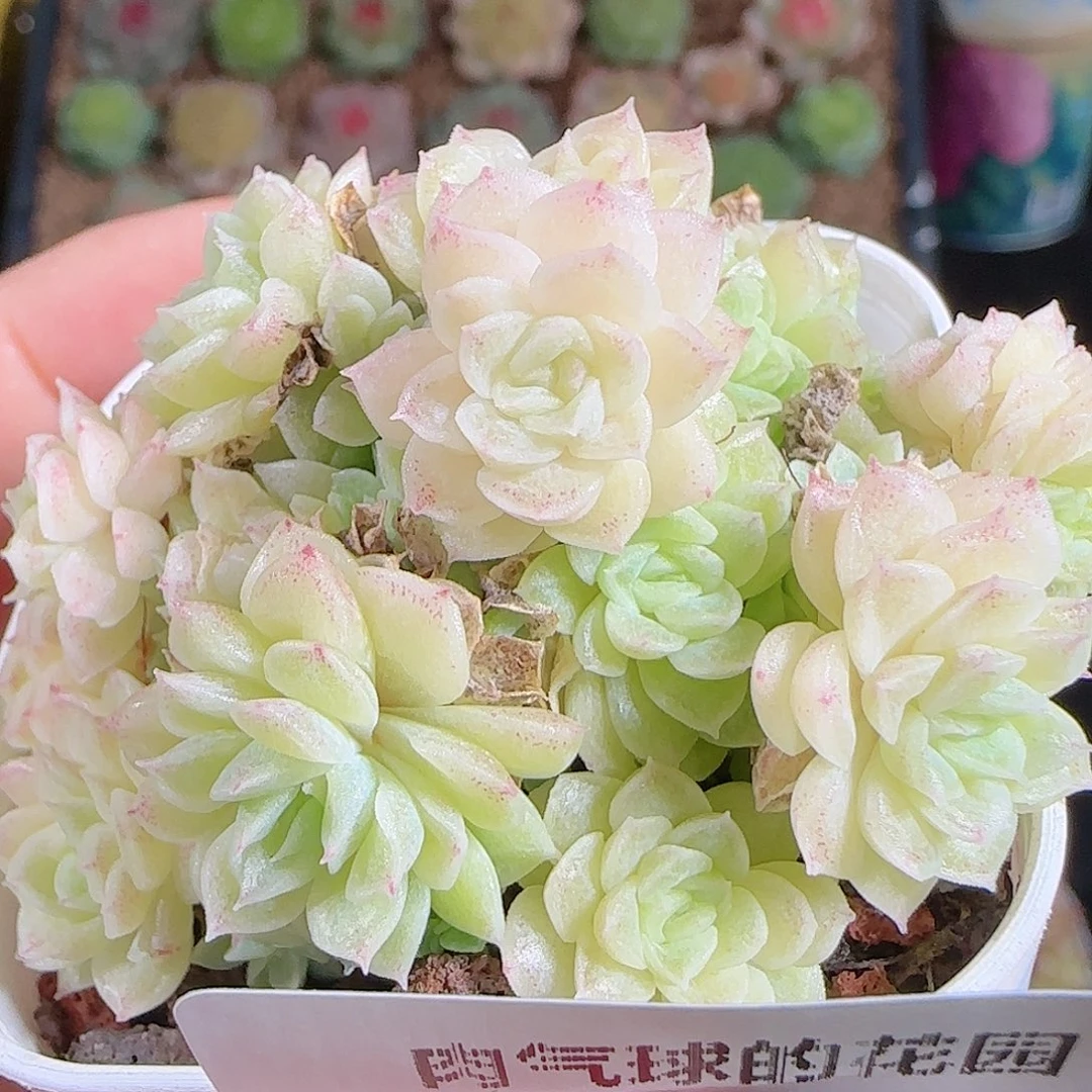 1026-370麦秆优选不包整